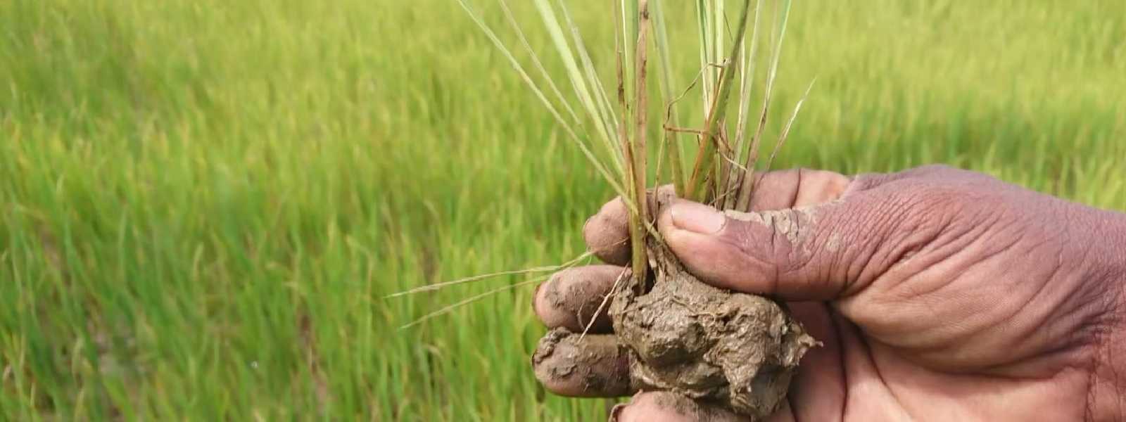 කෘෂිකර්ම ඇමතිගෙන් නිලධාරීන්ට උපදෙසක්